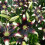 (3) NETTYS PRIDE ASIATIC LILY 3