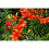 (3) ORANGE TON ASIATIC LILY 2