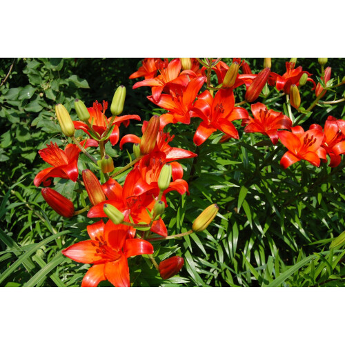 (3) ORANGE TON ASIATIC LILY 1
