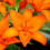 (3) ORANGE TON ASIATIC LILY 3