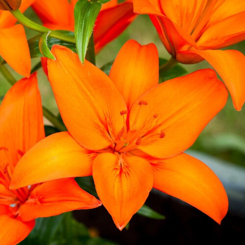 (3) ORANGE TON ASIATIC LILY 2