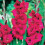 (20) PLUM TART GLADIOLI LARGE FLOWERED 2