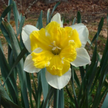 (20) VALDROME SPLIT CORONA DAFFODIL