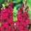 (20) PLUM TART GLADIOLI LARGE FLOWERED 3