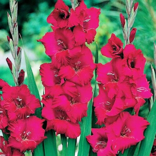 (50) PLUM TART GLADIOLI LARGE FLOWERED 1