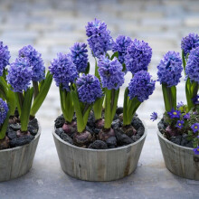 (3) Hyacinth - Delft Blue CHRISTMAS FLOWERING
