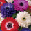 (10) Anemone Saint Brigid-Double Mix 3