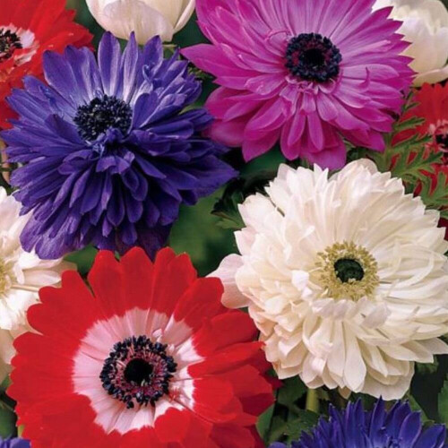 (10) Anemone Saint Brigid-Double Mix 2