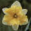 (20) VALDROME SPLIT CORONA DAFFODIL 2