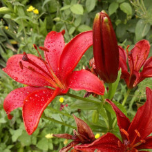 (1) RED JEWEL Oriental Lily