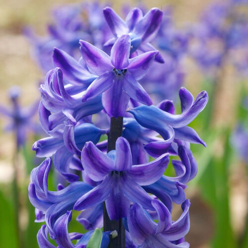 (3) Hyacinth - Delft Blue CHRISTMAS FLOWERING 1