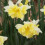 (20) VALDROME SPLIT CORONA DAFFODIL 3
