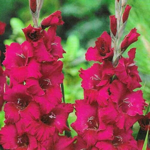 (50) PLUM TART GLADIOLI LARGE FLOWERED 2