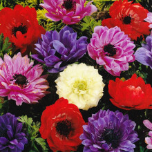 (20) Anemone Saint Brigid-Double Mix