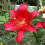 (1) RED JEWEL Oriental Lily 2