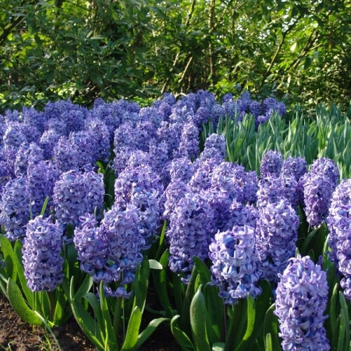 (3) Hyacinth - Delft Blue CHRISTMAS FLOWERING 2