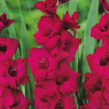 (100) PLUM TART GLADIOLI LARGE FLOWERED