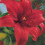 (1) RED JEWEL Oriental Lily 3