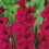 (20) PLUM TART GLADIOLI LARGE FLOWERED 1
