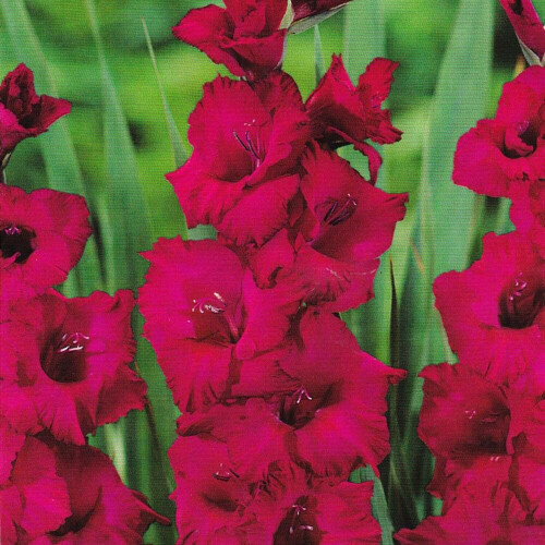 (20) PLUM TART GLADIOLI LARGE FLOWERED