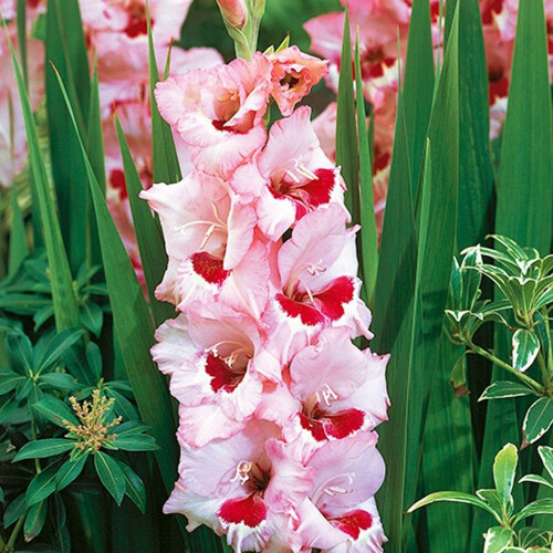 (10) WINE & ROSES GLADIOLI LARGE FLOWERED 1
