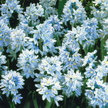 (1) Ready Potted 9cm Pot PUSCHKINIA LIBANOTICA RUSSIAN SNOWDROP