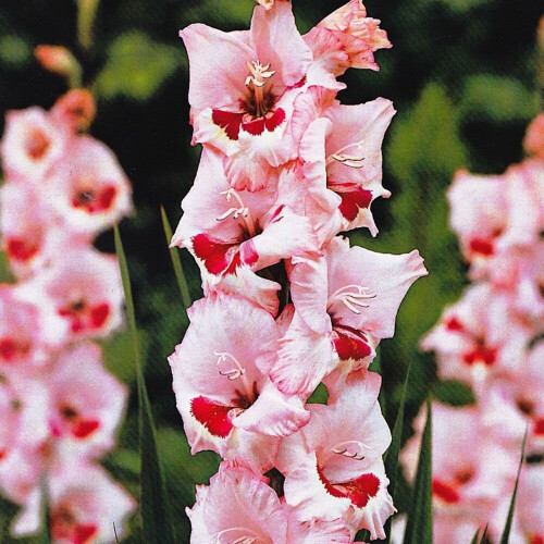 (10) WINE & ROSES GLADIOLI LARGE FLOWERED 2