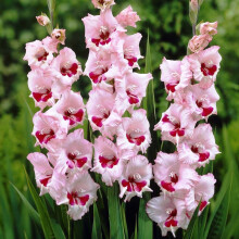 (100) WINE & ROSES GLADIOLI LARGE FLOWERED