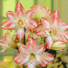 Indoor Amaryllis Hippeastrum - Blossom Peacock