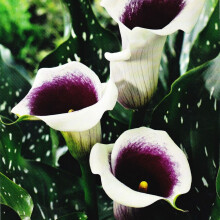 Ready Potted 1 Litre Pot    ZANTEDESCHIA  PICASSO  CALLA  (Arum) Lily
