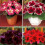 MIXED GLOXINIA   BULBS/CORMS 3