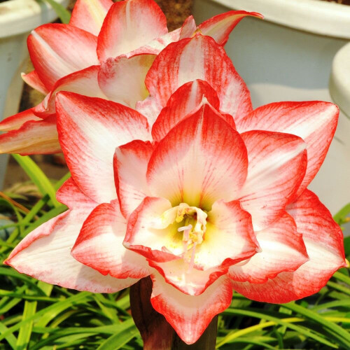 Indoor Amaryllis Hippeastrum - Blossom Peacock 1
