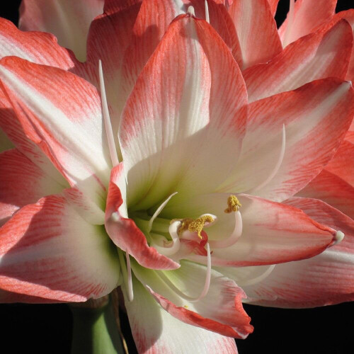 Indoor Amaryllis Hippeastrum - Blossom Peacock 2