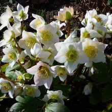 Ready Potted 1 Litre Pot HELLEBORUS NIGER CHRISTMAS ROSE