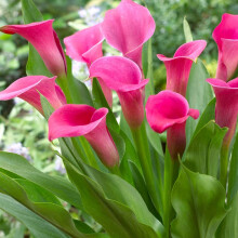 Ready Potted 1 Litre Pot   ZANTEDESCHIA  PINK GIANT  CALLA  (Arum) Lily
