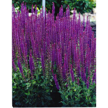 Ready Potted 1 Litre Pot SALVIA NEMEROSA
