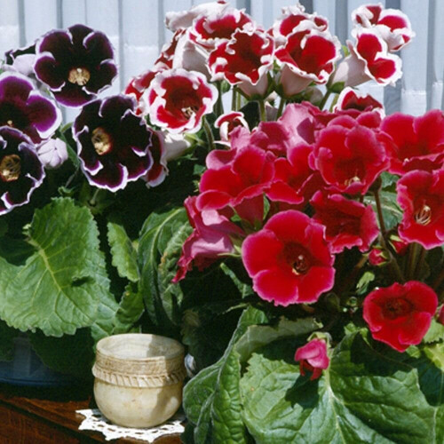 MIXED GLOXINIA   BULBS/CORMS