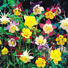 Ready Potted 1 Litre Pot AQUILEGIA MCKANA HYBRIDS