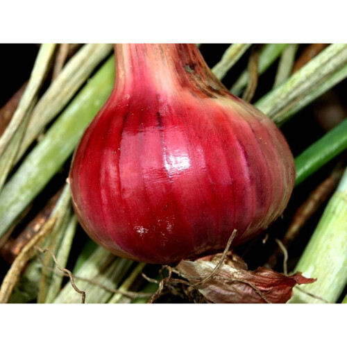 RED SUN SHALLOTS