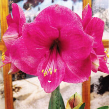 Indoor Amaryllis Hippeastrum - BEST SELLER