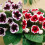 MIXED GLOXINIA   BULBS/CORMS 2
