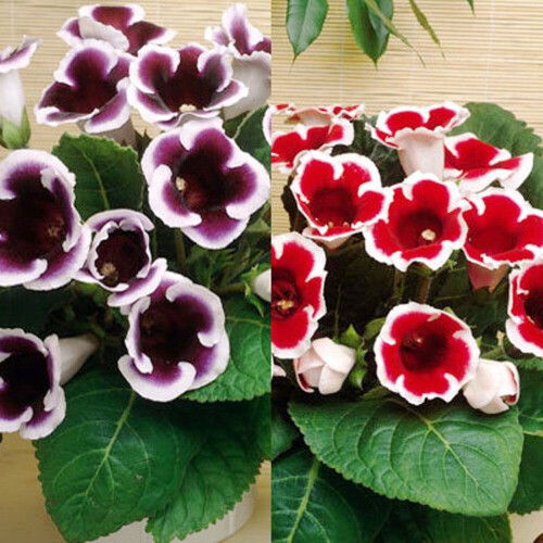MIXED GLOXINIA   BULBS/CORMS 1