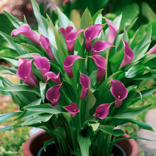 Ready Potted 1 Litre Pot ZANTEDESCHIA PURPLE HEART CALLA (Arum) Lily