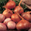 RED SUN SHALLOTS 2