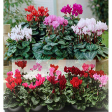 WINTER OUTDOOR HARDY CYCLAMEN VIBRANT MIXED COLOURS GARDEN READY FLOWERING