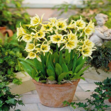 Ready Potted 1 Litre Pot HYMENOCALLIS SULPHUR QUEEN (ISMENE)