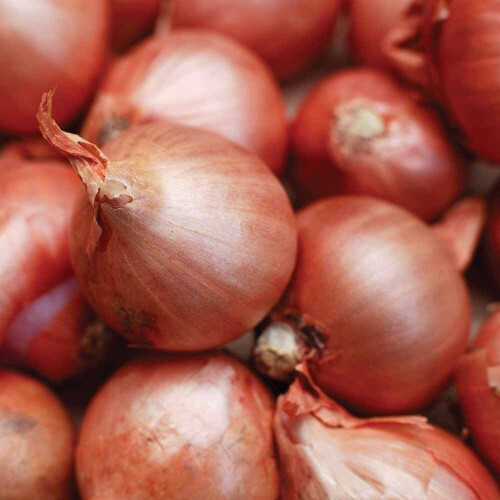 RED SUN SHALLOTS 2