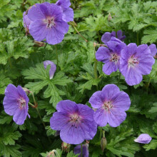 Ready Potted 1 Litre Pot GERANIUM HIMALAYENSE GRAVETYE HIMALAYAN CRANESBILL