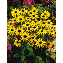 Ready Potted Rudbeckia Goldsturm (Fulgida) – Black-Eyed Susan, AGM Award, 40 cm, 1 Litre Pot | Code 5573