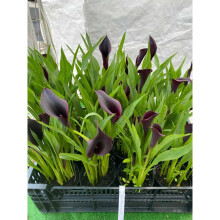 POTTED 1 LITRE ZANTEDESCHIA ODESSA CALLA(ARUM)LILY BULBS GARDEN SUMMER PERENNIAL